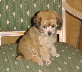 Apricot Sable TinyToy Poodle Female