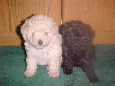 Eight week Tiny Toy Poodles In Solid Colors of Creme & Black