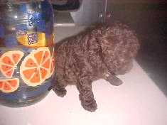 Toy Poodle Chocolate Male 8 wks