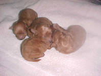 One week old Red Poodle litter