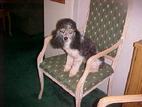 Black/White Harlekin Miniature Poodle Male at 2 years of age