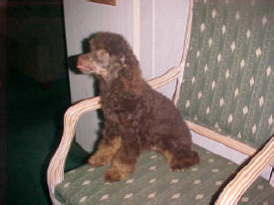 Brown/Red Phantom Toy Poodle Male