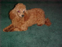 Red Toy Poodle female at 2 years